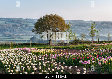 Ein Feld von Tulpen angebaut zum Verkauf als Schnittblumen im Versandhandel, Herefordshire, UK Stockfoto