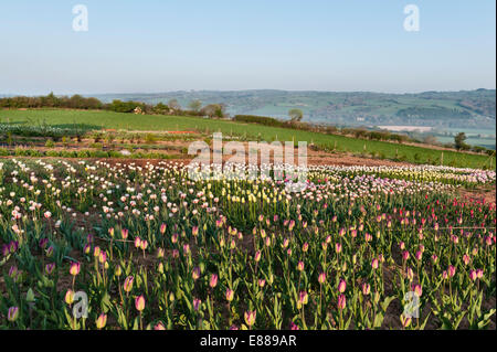 Ein Feld von Tulpen angebaut zum Verkauf als Schnittblumen im Versandhandel, Herefordshire, UK Stockfoto