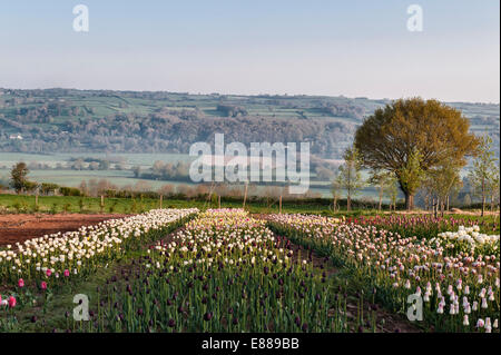 Ein Feld von Tulpen angebaut zum Verkauf als Schnittblumen im Versandhandel, Herefordshire, UK Stockfoto