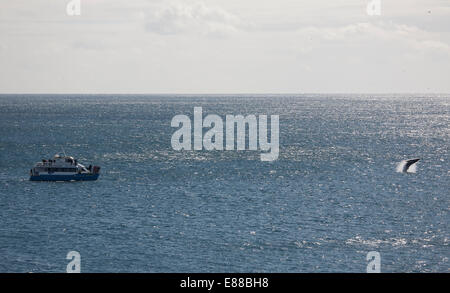 Whale watching Tour Schiff aus Eden New South Wales Australien in der Nähe von einem Verstoß gegen Buckelwal. Stockfoto
