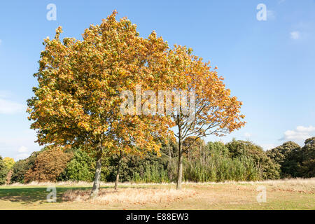 Ahorn im Herbst Colwick Woods, Nottingham, England, Großbritannien Stockfoto