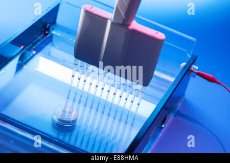 Laden von DNA-Proben auf einem Agarose-Gel für Elektrophorese Stockfoto