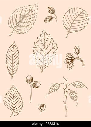 Satz von Vector Vintage hand gezeichnete Blätter im Herbst Stock Vektor