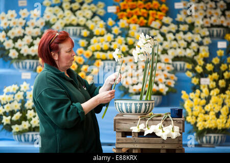 25.04.12 Harrogate Spring Flower Show 2012 Stockfoto