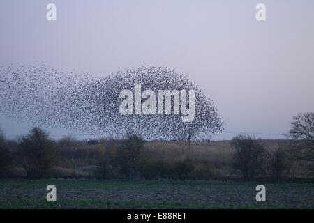 Starling Murmuration Didcot Oxfordshire Stockfoto