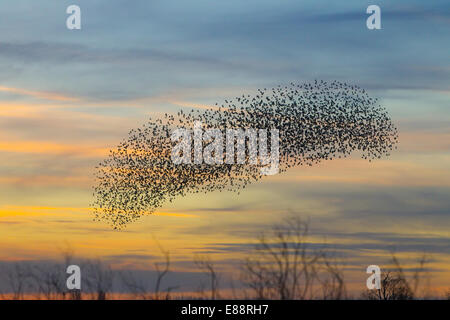 Starling Murmuration Didcot Oxfordshire Stockfoto