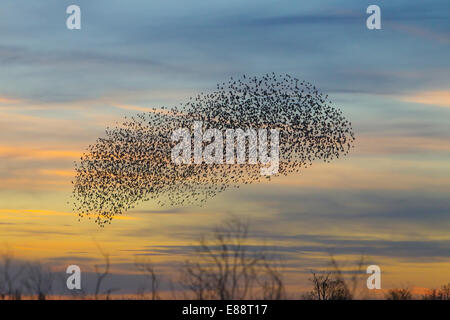 Starling Murmuration Didcot Oxfordshire Stockfoto