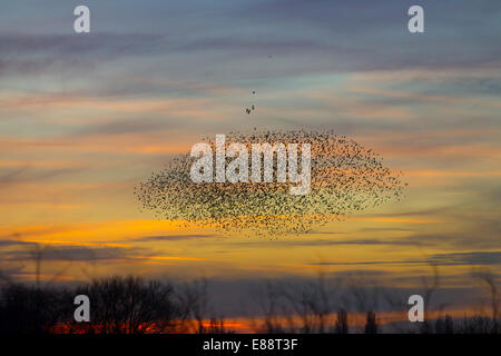 Starling Murmuration Didcot Oxfordshire Stockfoto