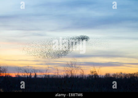 Starling Murmuration Didcot Oxfordshire Stockfoto