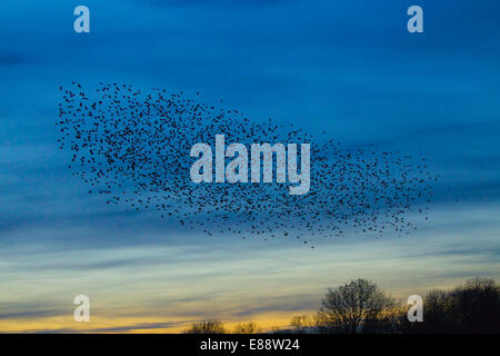 Starling Murmuration Didcot Oxfordshire Stockfoto