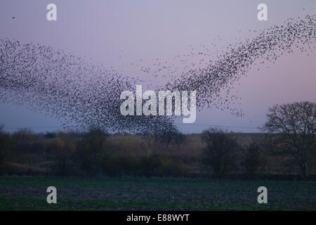 Starling Murmuration Didcot Oxfordshire Stockfoto