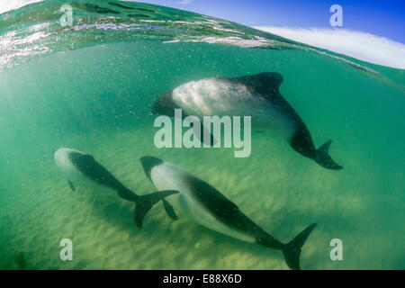 Erwachsenen Commerson Delfinen (Cephalorhynchus Commersonii), oben und unten an der Karkasse Insel, Falkland-Inseln, Großbritannien Stockfoto