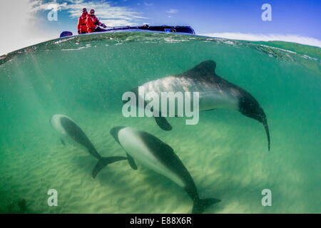 Erwachsenen Commerson-Delfin (Cephalorhynchus Commersonii), oben und unten in der Nähe von Zodiac an der Karkasse Insel, Falkland-Inseln, Großbritannien Stockfoto