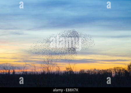 Starling Murmuration Didcot Oxfordshire Stockfoto