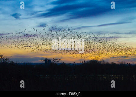 Starling Murmuration Didcot Oxfordshire Stockfoto