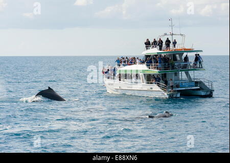 Buckelwal (Impressionen Novaeangliae) beobachten, Hervey Bay, Queensland, Australien, Pazifik Stockfoto