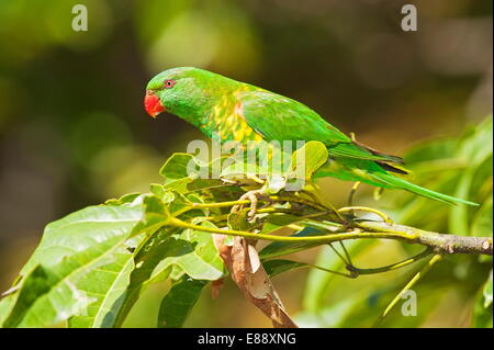 Australische Saphirlori, Lone Pine Koala Sanctuary, Brisbane, Queensland, Australien, Pazifik Stockfoto