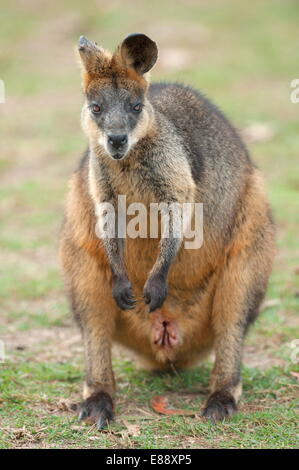 Wallaby, Lone Pine Koala Sanctuary, Brisbane, Queensland, Australien, Pazifik Stockfoto