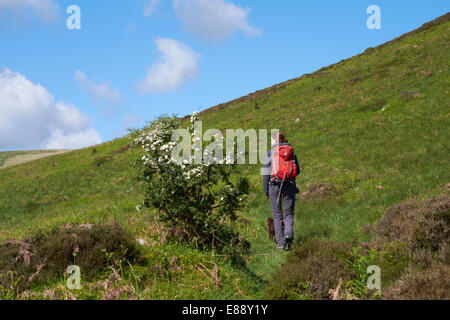 Eine Frau, die ihren Hund in den Cheviot Hills in Northumberlands Nationalpark. Stockfoto