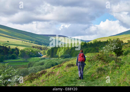 Eine Frau in den Cheviot Hills in Northumberlands Nationalpark wandern. Stockfoto