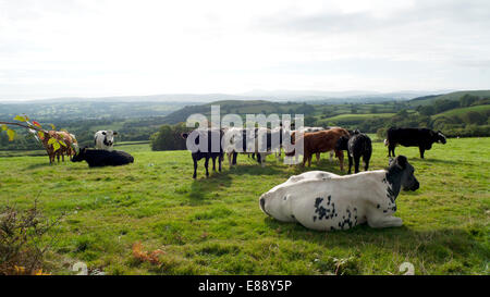 Vieh entspannen Sie sich in einem hellen Feld auf einem Bauernhof in Carmarthenshire im Herbst in der Nähe von Llandovery, Carmarthenshire, Wales UK KATHY DEWITT Stockfoto