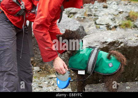 Ein Wanderer auf eine wasserdichte Jacke für ihren Hund während heraus für einen Spaziergang in den Bergen. Stockfoto