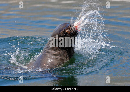 Brown (Kap)-Seebär (Arctocephalus percivali) aus dem Wasser, das Spiel mit einem Fischkopf platzen Stockfoto