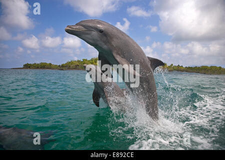 Flasche – Nosed Dolphin - Tursiops truncatus Stockfoto