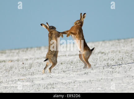 Feldhase - Lepus europaeus Stockfoto