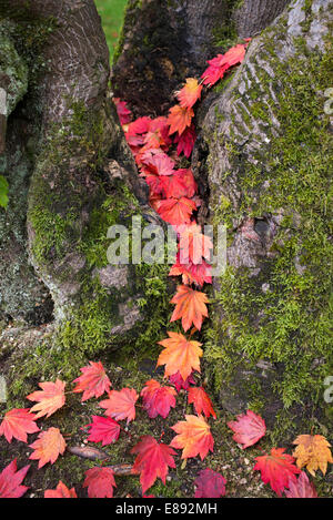 Herbst-Acer / Ahorn Blätter in einem Fluss aus dem Baumstamm. Muster Stockfoto