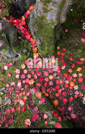 Herbst-Acer / Ahorn Blätter in einem Fluss aus dem Baumstamm. Muster Stockfoto