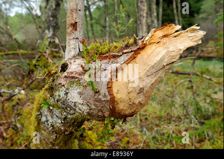 Europäischer Biber - Castor Fiber - Baum Schaden Stockfoto