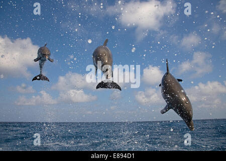 Flasche – Nosed Dolphin Tursiops Truncatus Länge 2,5-4m sperrige, muskulösen Delphin. Soziale, gefunden in den Schulen von 3-4 Tieren. Diät-inc Stockfoto