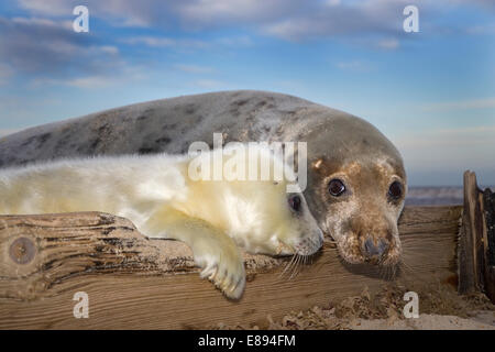 Kegelrobben - Halichoerus grypus Stockfoto