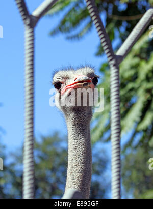 Afriscan Strauß im Zoo hautnah Stockfoto