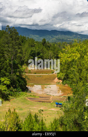 Atemberaubende Landschaft und hellen Reisfelder in Tana Toraja, Süd-Sulawesi, Indonesien. Stockfoto