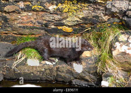 Amerikanischer Nerz - Mustela vison Stockfoto