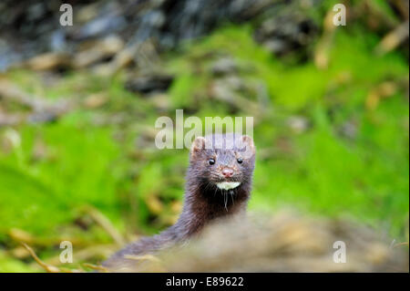 Amerikanischer Nerz - Mustela vison Stockfoto