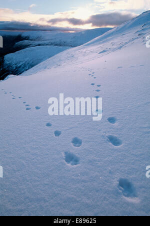 Schneehase - Lepus timidus Stockfoto