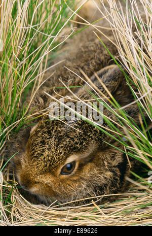 Schneehase - Lepus timidus Stockfoto