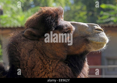 Porträt eines Kamels im zoo Stockfoto