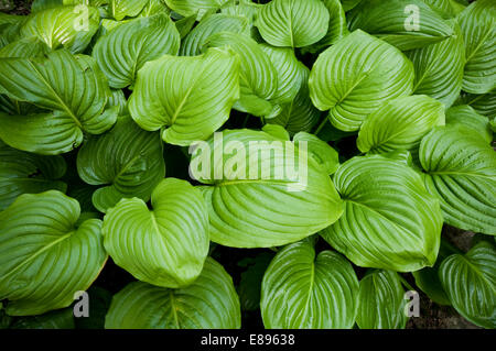 Italien, Piemont, Ara, grüne Blätter der Hosta Pflanze Stockfoto