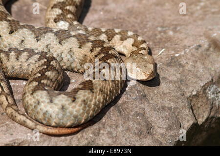 großen Vipera Ammodytes (Nase Hornotter) Weibchen sonnen sich auf einem Felsen Stockfoto