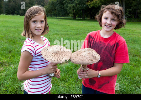 Zwei Mädchen pflücken Sonnenpilz Macrolepiota procera, eine ausgezeichnete essbare Pilze Stockfoto