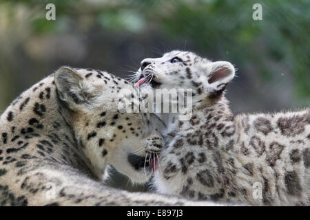 Mutter snow leopard durch ihr Junges gewaschen werden Stockfoto
