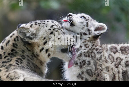 Mutter Snow Leopard waschen ihr junges Stockfoto