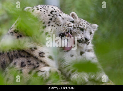Mutter Snow Leopard waschen cub Stockfoto