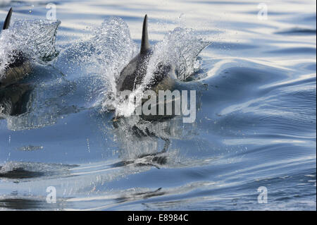 Kurzer Schnabel Gemeiner Delfin - Delphinus delphis Stockfoto