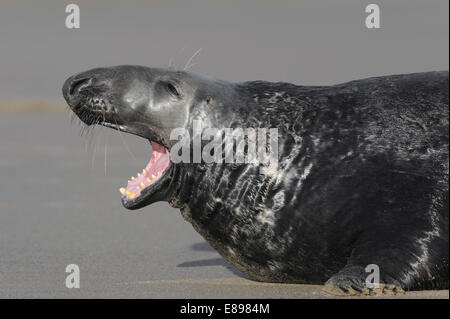 Kegelrobben - Halichoerus grypus Stockfoto