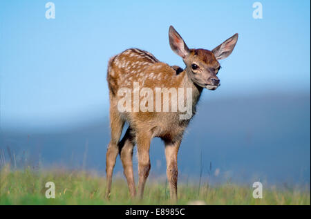 Rotwild - Cervus elaphus Stockfoto